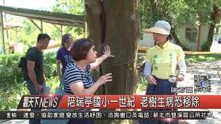 1060816觀天下新聞HD05 瑞芳區陪瑞亭國小一世紀 老樹生病恐移除