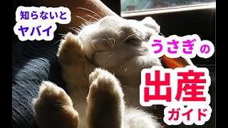 うさぎの出産ガイド 〜ペットの安全な出産と繁殖〜