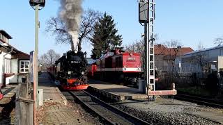 99 7243 verlässt mit ordentlich Dampf den Bahnhof Wernigerode - Westerntor in Richtung Brocken.