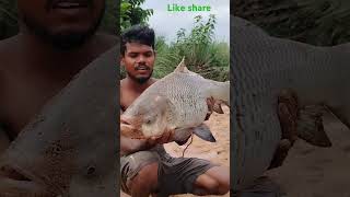 బారి సైజ్ లో శీలవతి చేప #ytshorts #vlog #fish #localboyjagadeesh #telugu