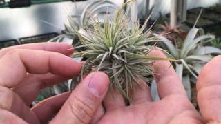 Tillandsia ionantha clump 틸란시아 이오난사 클럼프