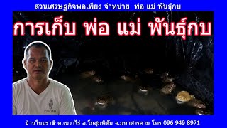 การเก็บพ่อ แม่ พันธุ์กบ