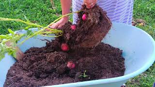 SHEDWARS21: Grow from the grocery store challenge