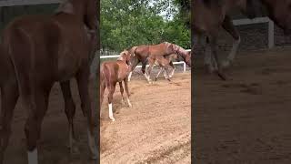 Best Wild Horse Mare Revolutionzing Young Foal Future Stallions Horses #274