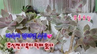 🔴추석전인데🚨다육이 택배 언박싱 할게요 🔷인터넷 쇼핑 Succulent plant ♥다육식물