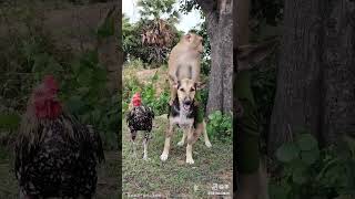 #video_-_shorts# #chaena shorts verel #video dog ne #draya mankey ko and murgi ko