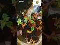 #how to #propagate #bougainvillea from #stem #cuttings #gardentips #shortsfeed #viral #video #shorts