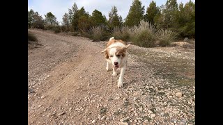 Van Life with Dogs: Exploring Granada’s Negratín Reservoir \u0026 Gorafe Desert Adventures