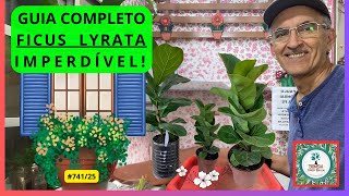 #COMPLETE GUIDE FICUS LYRATA!   PauloBonsai​​​​​​​​​​​😉😍