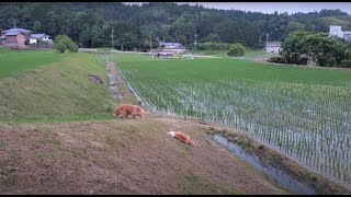 水の入った水田も節度を守るゴールデンレトリバー。