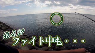 こんな青物の【ボイル撃ち】は楽しい。