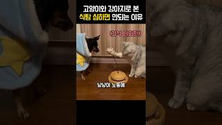 식탐많은 강아지와 불쌍한 고양이