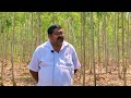 నీలగిరి సాగు లాభాలు బాగు eucalyptus cultivation telugu