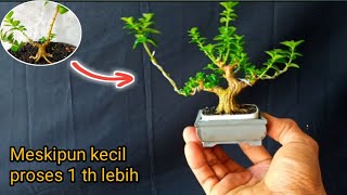 bonsai sancang shito cara bertahap menaikan ke pot kecil