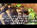 我が家の乾燥系リクガメの室内保温飼育！