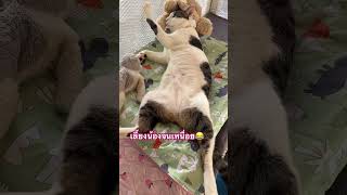 คิดหนักยายให้เลี้ยงแต่น้อง #แมวน่ารัก #แมวตลก #รักแมว #catlover #youtubeshorts