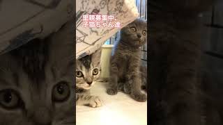 里親募集中子猫ちゃん達😸ブリティッシュショートヘア😸アメショー