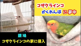 コザクラインコと銀鳩に翻弄される飼い主！笑