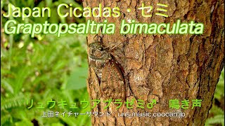 リュウキュウアブラゼミ♂  鳴き声 / Graptopsaltria bimaculata