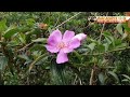 How beautiful the green Mountain forest in Hong-Kong / Rose Aguirre Vlogs