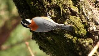 野鳥観察スポット（埼玉県営狭山稲荷山公園）２０１８・１