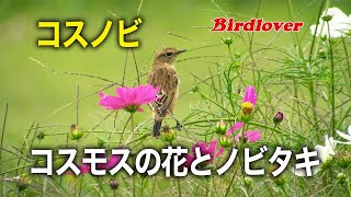 コスモス畑で出会ったノビタキ・コスノビ / Siberian Stonechat