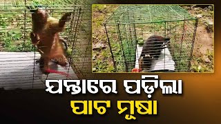 A rare rat species recovered from a house in Gajapati’s Mohana