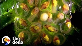 The whole process of tadpoles turning into frogs, revealing all-round metamorphosis development!