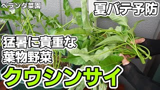 【ベランダ菜園】猛暑を受けてぐんぐん育つクウシンサイの収穫【エンサイ】