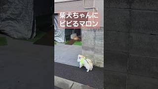 寝てる柴犬ちゃんにビビるけど気になるマロン#dog #ショート #shorts #かわいい #犬 #winter