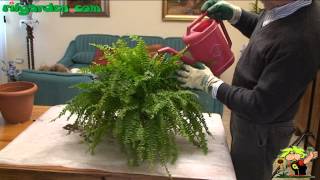 Growing ferns indoors