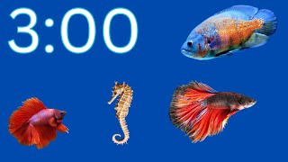 3 Minute Relaxation Timer | Beautiful Fish