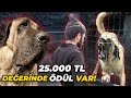 SAHİBİNİ HASTANELİK EDEN KÖPEĞİ SEVMEYE ÇALIŞTIK