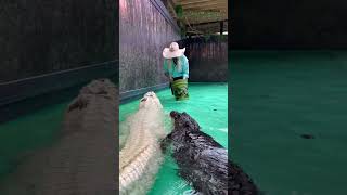 Feeding A Gigantic White Alligator‼️ #gatorland #florida #alligators