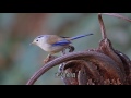 雲南百花嶺打鳥 第三集