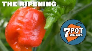 The Ripening  - How I Grow Hot Peppers Outdoors - Week 8