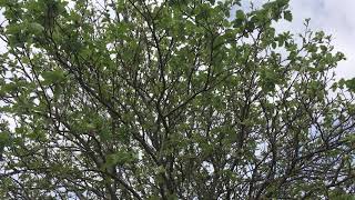 Swedish whitebeam - entire tree - April 2019