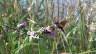 ホウジャク（ガ）の吸蜜  Hummingbird hauk moth