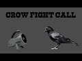 crow fight distress call crow hunting