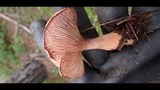 Lactarius rufus, Rufous Milkcap by Theo Fotiadis