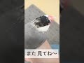 ウチの桜文鳥 マメ　タテ動画　大好きなクローゼットに久しぶりに来た時 のリアクション