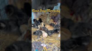 మా కోడి ఎన్ని పిల్లలు తీసిందో చూడండి😍 #egghatching #natukollu #chicks #hatching #shorts #trending