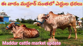 ఈ వారం మద్దూర్ సంతలో ఎద్దుల ధరలు,Cattle prices in maddur cattle market 13/07/2023.