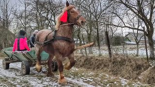 ТУТ БЕЗ СЛІВ, БРЕТОНКА ФІЛАНТІЯ ТЕ , ЩО ТРЕБА КОБИЛА 💯/ КОНІ МОЛОДОГО ФІРМАНА 👍👍👍