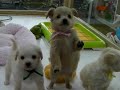 ミックス犬専門　ペットショップＡ－ワンで生まれました　2017.02.18生まれ チワプーの５兄妹　　父ーＬ・チワワ　母ーチワプー（ジュリ）　お顔の超可愛いチワプーの５兄妹3