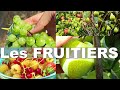 On a planté plus de 500 fruitiers : choix des variétés, les erreurs à éviter, notre organisation.