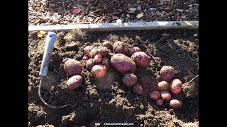 How to Harvest and Store Potatoes: Everyone Can Grow A Garden #34