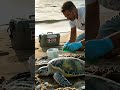 remove barnacles from turtles rescue animals barnacles whales animalprotection fishingnets