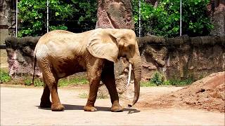 アコさん、元気、元気　African elephant(アフリカゾウ)