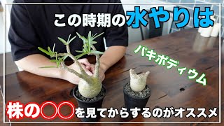 外か中か微妙なこの時期の水やりについてPachypodium| gracilius｜パキポディウム｜グラキリス